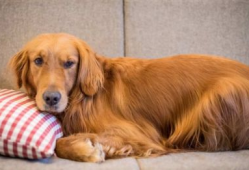 金毛犬训练方法视频