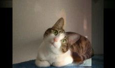 可爱小猫视频,跟随可爱小猫的欢快舞步